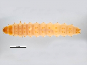 Kleiner Beutenkäfer (Aethina tumida) - Larve
